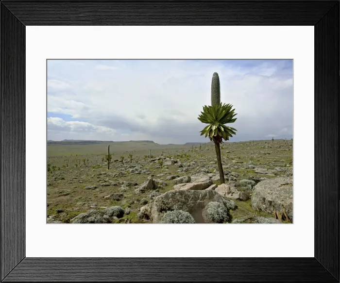 Framed Print : Lobelia rhynchopetalum Framed Print : Lobelia rhynchopetalum