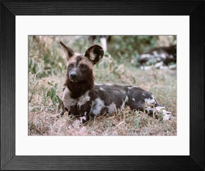 Framed Print : Cape Hunting Dog - Masai Mara, Kenya AU 172 Framed Print : Cape Hunting Dog - Masai Mara, Kenya AU 172