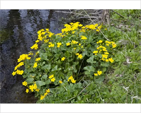 Marsh Marigolds  /  Kingcups - on stream bank Cotswolds UK