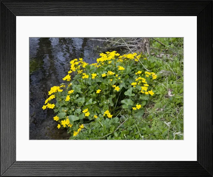 Framed Print : Marsh Marigolds / Kingcups - on stream bank Cotswolds UK Framed Print : Marsh Marigolds / Kingcups - on stream bank Cotswolds UK