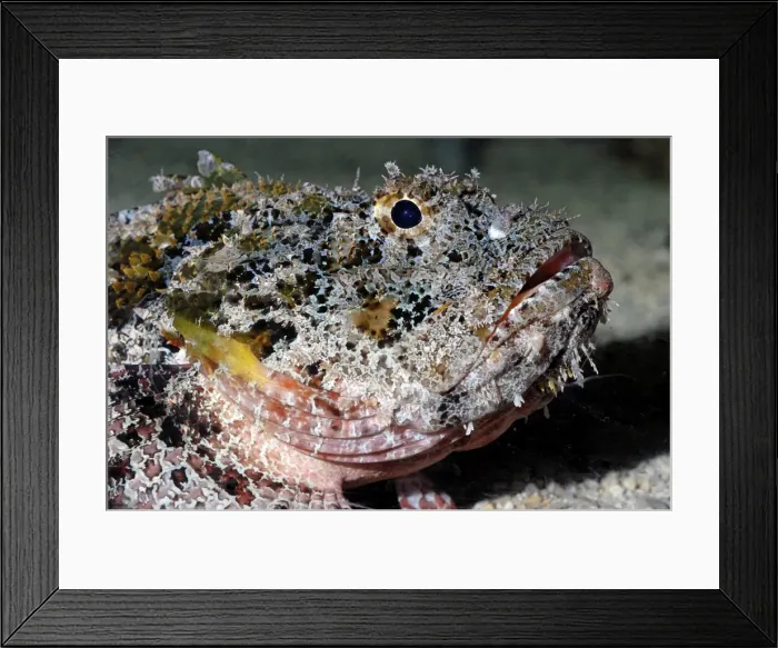 Framed Print : Stonefish- (with extremely poisonous spines) - Indo-Pacific Ocean Framed Print : Stonefish- (with extremely poisonous spines) - Indo-Pacific Ocean