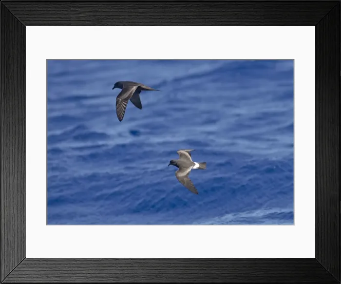 Framed Print : Bulwer's Petrel and Madeiran Storm-Petrel (Oceanodroma castro) in flight over sea - June - Madeira