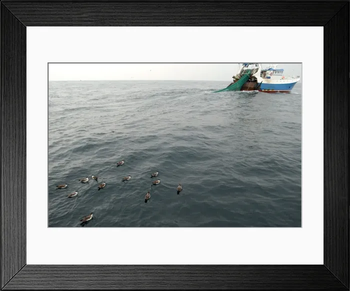 Framed Print : Great Shearwaters RES 279 On water alongside fishing trawler Puffinus gravis © George Reszeter / ardea. com Framed Print : Great Shearwaters RES 279 On water alongside fishing trawler Puffinus gravis © George Reszeter / ardea. com