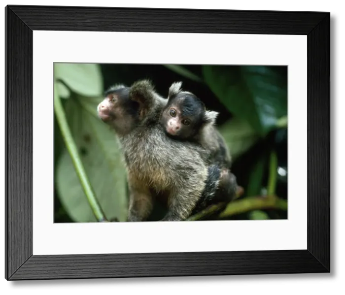 Framed Print : Maues Tassel-ear Marmoset - male carrying baby on back - adults share the upbringing - Amazonia - Brazil - South America Framed Print : Maues Tassel-ear Marmoset - male carrying baby on back - adults share the upbringing - Amazonia - Brazil - South America