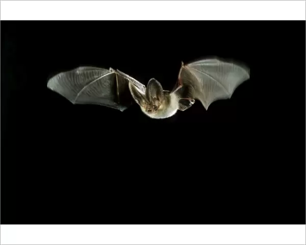 Brown Long-eared Bat - in flight