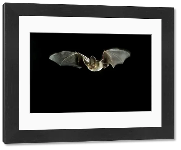 Brown Long-eared Bat - in flight