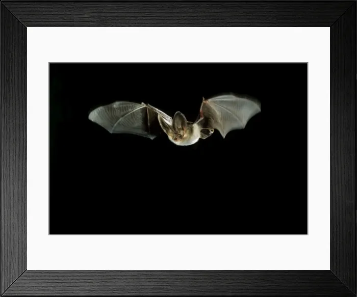 Framed Print : Brown Long-eared Bat - in flight Framed Print : Brown Long-eared Bat - in flight