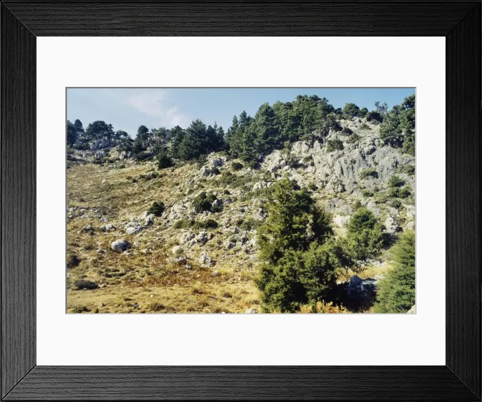 Framed Print : Italian Cypress - White Mountains - Crete Framed Print : Italian Cypress - White Mountains - Crete