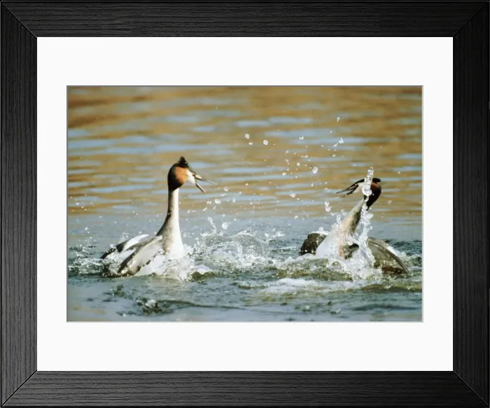 Framed Print : Great Crested Grebe ME 31 Fighting Podiceps cristatus © Johan De Meester / ardea. com Framed Print : Great Crested Grebe ME 31 Fighting Podiceps cristatus © Johan De Meester / ardea. com
