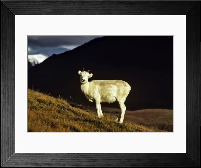 Framed Print : Dall's Sheep - female Framed Print : Dall's Sheep - female