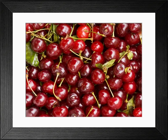 Framed Print : Sour / Morello Cherries - Romania Framed Print : Sour / Morello Cherries - Romania