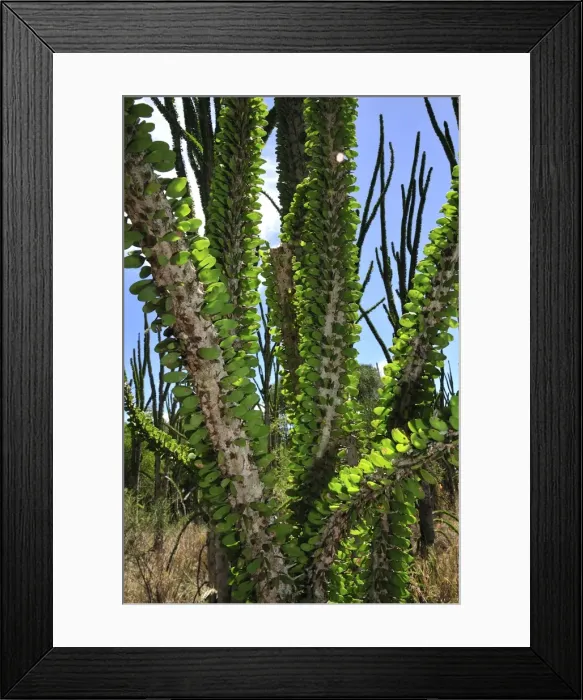 Framed Print : Alluaudia spiny plant - Spiny Forest - Berenty Private Reserve - Southern Madagascar Framed Print : Alluaudia spiny plant - Spiny Forest - Berenty Private Reserve - Southern Madagascar