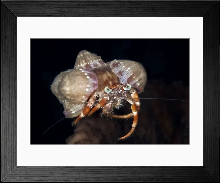 Framed Print : Hermit Crab - Indonesia Framed Print : Hermit Crab - Indonesia