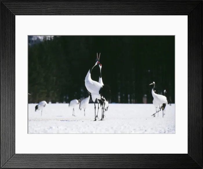 Framed Print : Japanese Crane MI 1559 Grus japonensis © Masahiro Iilima  /  ardea. com