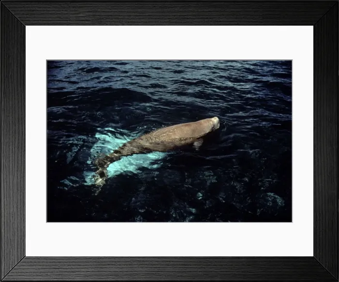 Framed Print : Dugong - surfacing - Shark Bay, W. Australia AU-1414 Framed Print : Dugong - surfacing - Shark Bay, W. Australia AU-1414