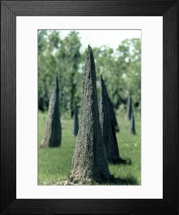 Framed Print : Magnetic Termite Mounds - N. T. Australia Framed Print : Magnetic Termite Mounds - N. T. Australia