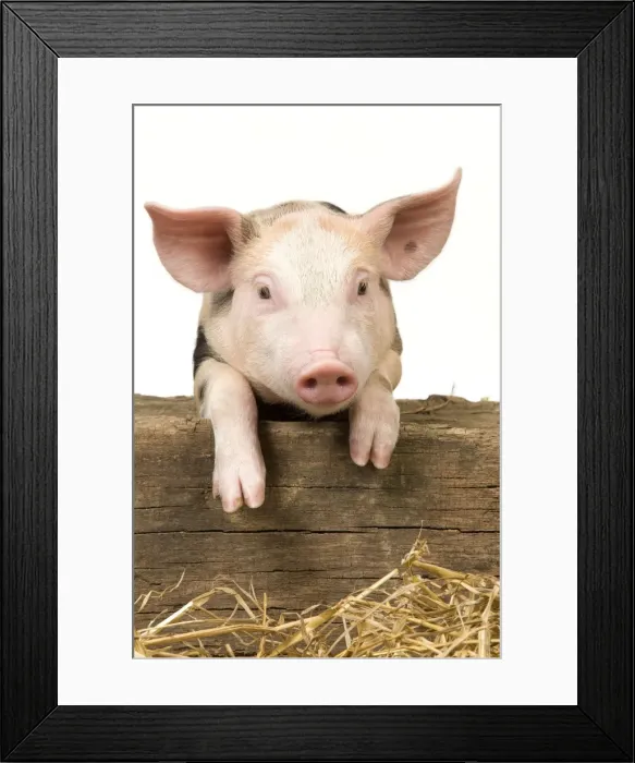 Framed Print : Pig - Piglet looking over fence Framed Print : Pig - Piglet looking over fence