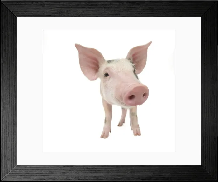 Framed Print : Pig - Piglet Framed Print : Pig - Piglet