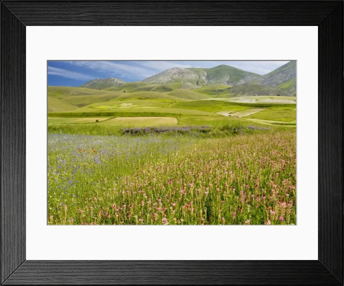 Framed Print : Fields full of Sainfoin, cornflowers and other cornfield weeds, on the Grande Piano, Monte Sibillini National Park, Italy Framed Print : Fields full of Sainfoin, cornflowers and other cornfield weeds, on the Grande Piano, Monte Sibillini National Park, Italy