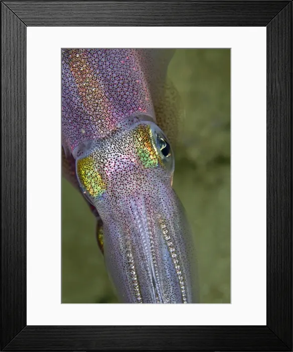 Framed Print : Bigfin Reef Squid - Indonesia Framed Print : Bigfin Reef Squid - Indonesia