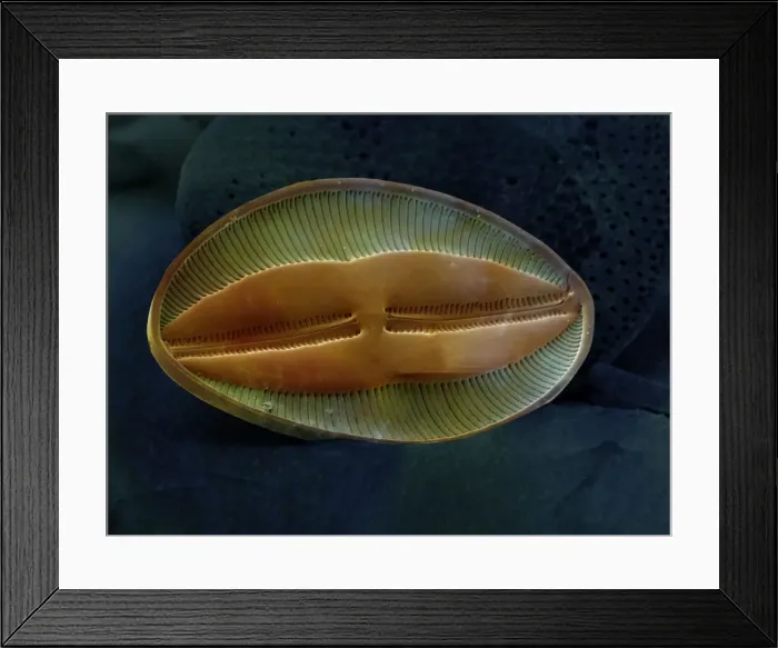 Framed Print : Marine Diatom
