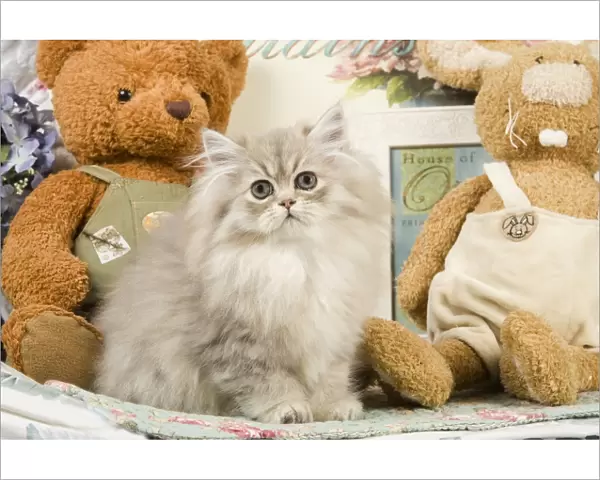 Cat - Silver Shaded Persian - amongst teddy bears