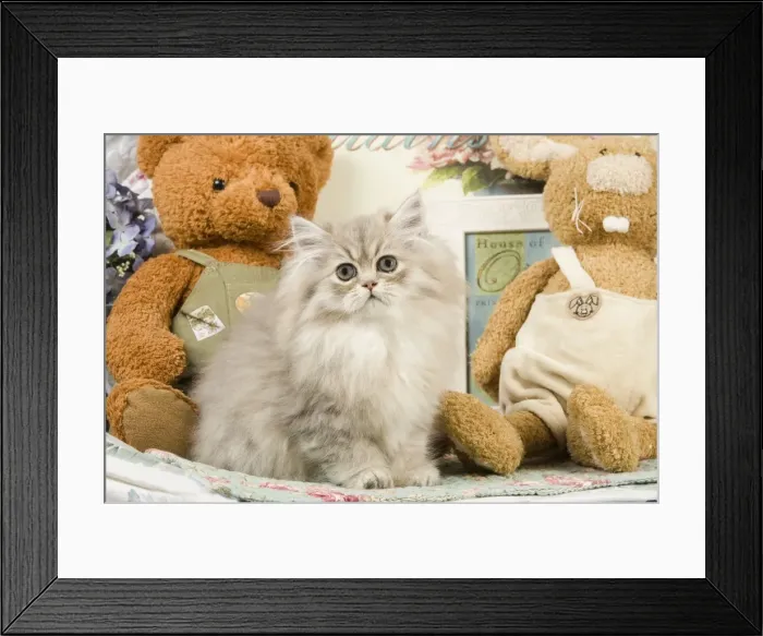 Framed Print : Cat - Silver Shaded Persian - amongst teddy bears Framed Print : Cat - Silver Shaded Persian - amongst teddy bears
