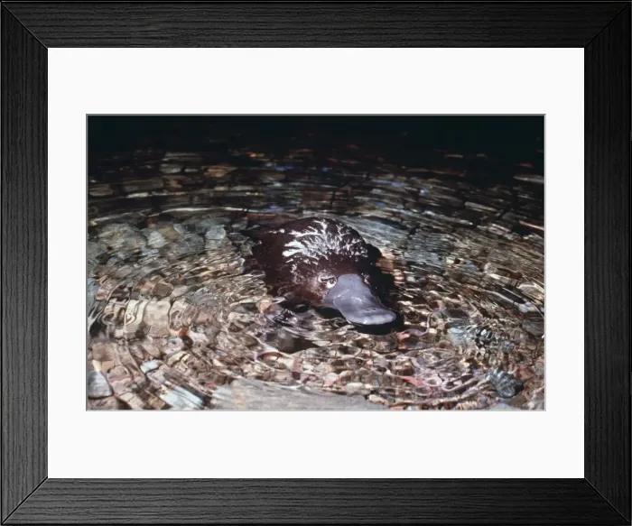Framed Print : Platypus - in shallow water AU-1275 Framed Print : Platypus - in shallow water AU-1275