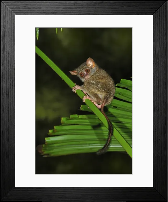 Framed Print : Spectral Tarsier - Tangkoko Nature Reserve - North Sulawesi - Indonesia