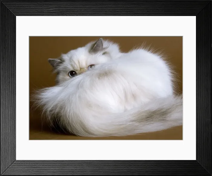 Framed Print : Cat - Persian colourpoint blue cream Framed Print : Cat - Persian colourpoint blue cream