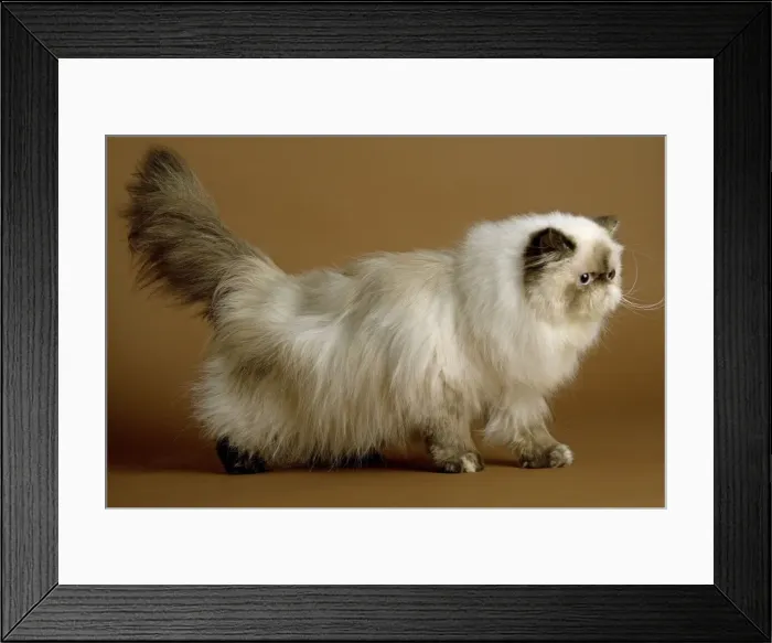 Framed Print : Cat - Persian colourpoint seal tortie Framed Print : Cat - Persian colourpoint seal tortie