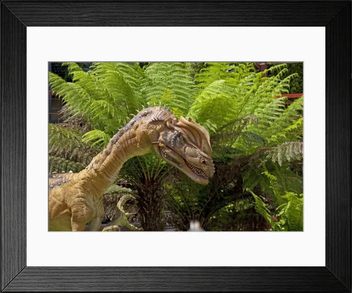 Framed Print : Prehistoric Reconstruction - Head of Dilophosaurus a theropod dinosaur Wildlife Park Combe Martin Devon UK Framed Print : Prehistoric Reconstruction - Head of Dilophosaurus a theropod dinosaur Wildlife Park Combe Martin Devon UK
