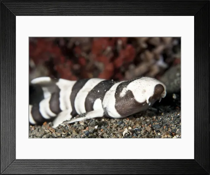 Framed Print : Brown-Banded Bamboo Shark - Indonesia Framed Print : Brown-Banded Bamboo Shark - Indonesia