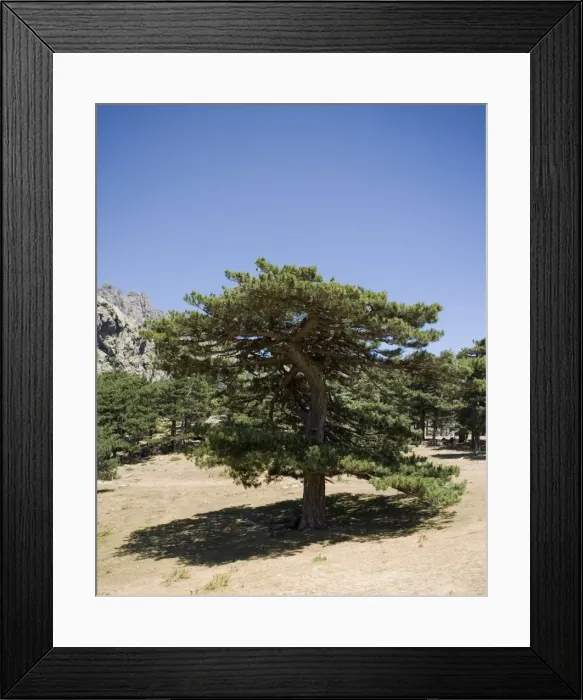 Framed Print : Laricio / Corsican Pine - Bavella's Pass 1218 m - Corsica Framed Print : Laricio / Corsican Pine - Bavella's Pass 1218 m - Corsica