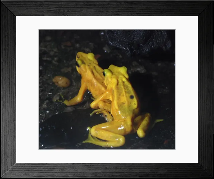 Framed Print : Panamanian Golden Frog - critically endangered species - Central America Framed Print : Panamanian Golden Frog - critically endangered species - Central America