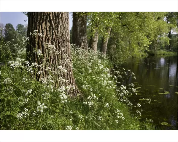 Cow Parsley - growing next to pond