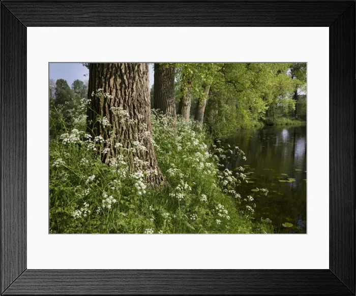 Framed Print : Cow Parsley - growing next to pond Framed Print : Cow Parsley - growing next to pond