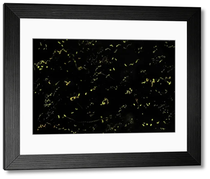 Framed Print : lightning bugs / fireflies at night - Tanjung Puting National Park - Kalimantan - Borneo - Indonesia Framed Print : lightning bugs / fireflies at night - Tanjung Puting National Park - Kalimantan - Borneo - Indonesia