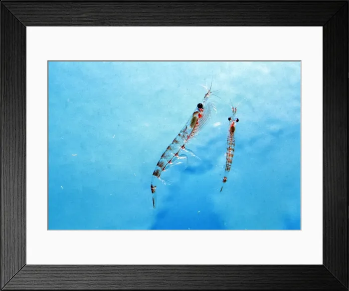 Framed Print : Antarctic Krill Framed Print : Antarctic Krill