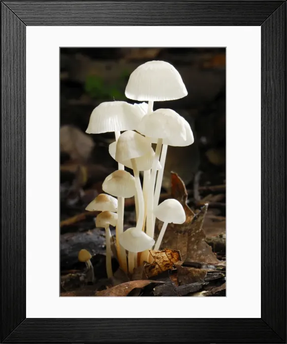 Framed Print : Fungus - Allpahuayo Mishana National Reserve - Iquitos - Peru Framed Print : Fungus - Allpahuayo Mishana National Reserve - Iquitos - Peru
