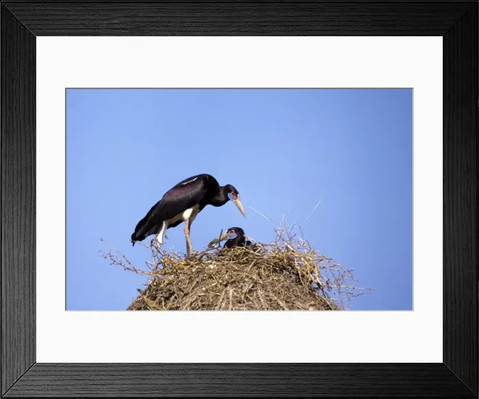 Framed Print : Abdim's Storks - at nest Framed Print : Abdim's Storks - at nest