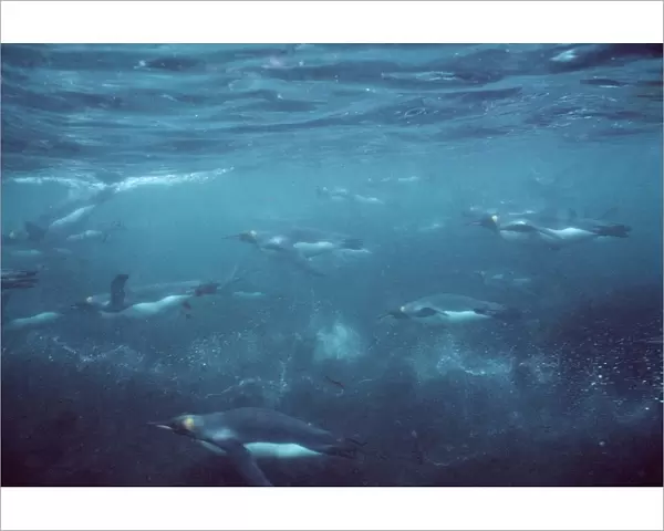 King Penguins - underwater - Crozet Island AU-1230