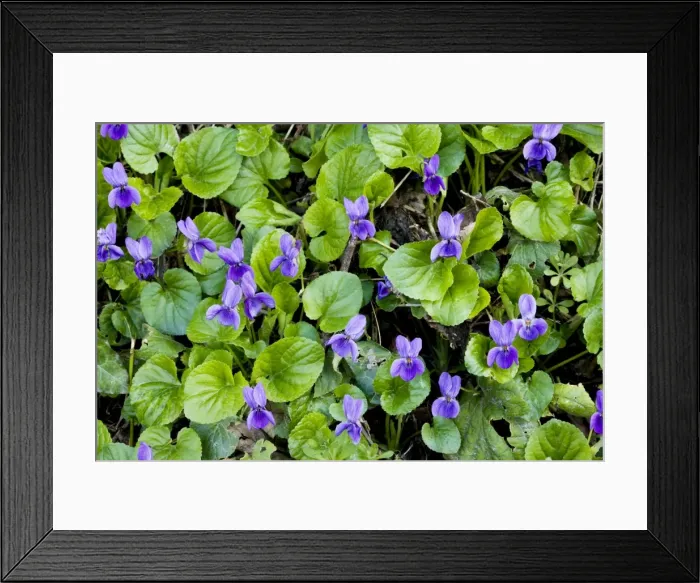 Framed Print : Sweet Violets Viola odorata in spring on woodland bank, Dorset UK Framed Print : Sweet Violets Viola odorata in spring on woodland bank, Dorset UK