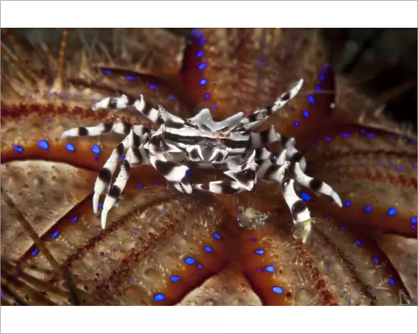 Zebra Crab - on a Sea Urchin - Indonesia
