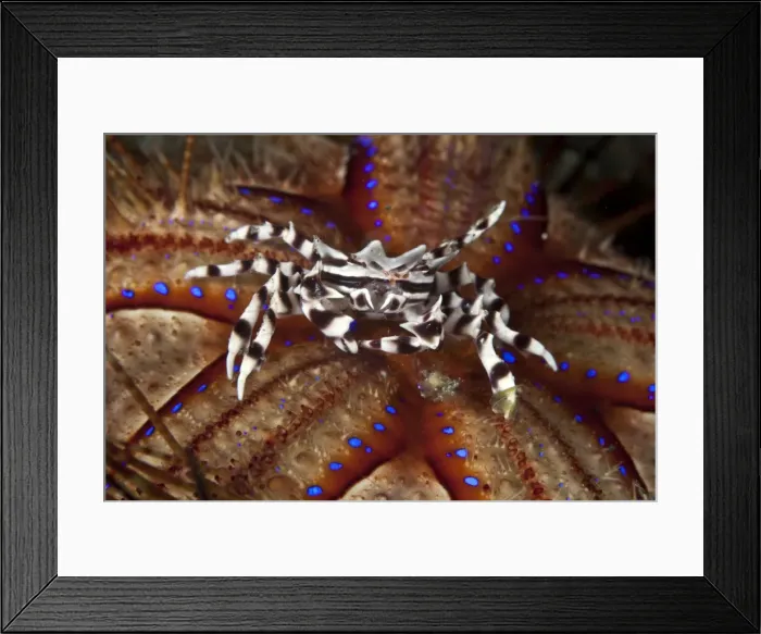 Framed Print : Zebra Crab - on a Sea Urchin - Indonesia