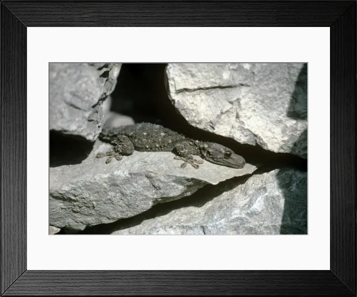 Framed Print : Moorish Gecko - immature - Italy Framed Print : Moorish Gecko - immature - Italy