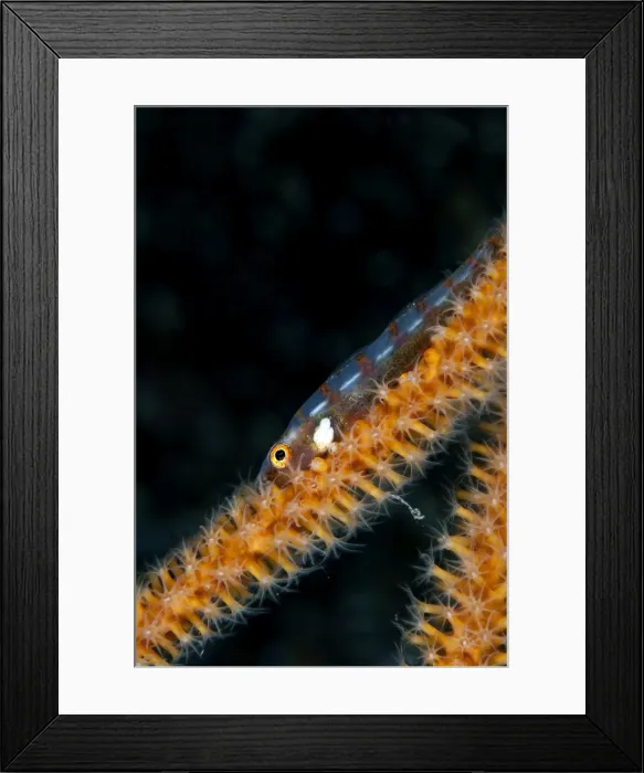 Framed Print : Large Whip Goby - on the Gorgonian Junceella sp Framed Print : Large Whip Goby - on the Gorgonian Junceella sp