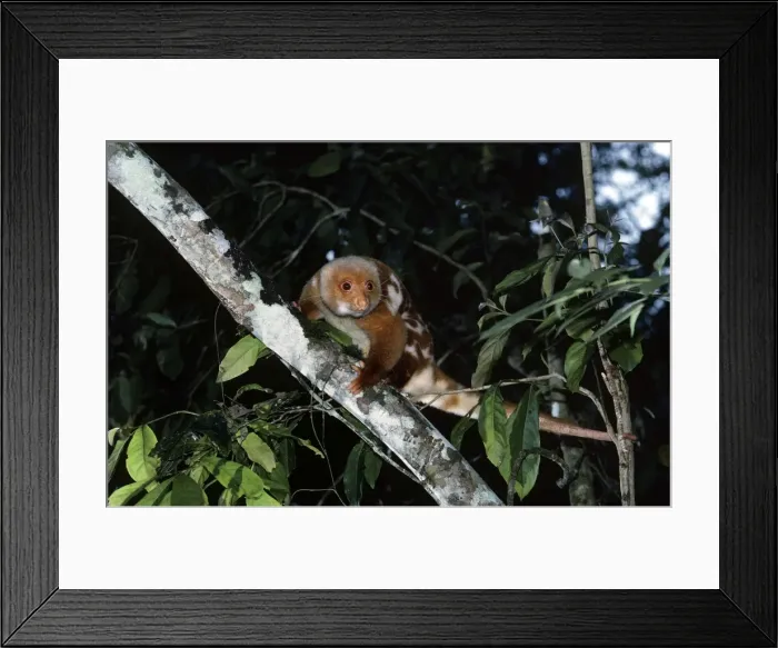Framed Print : Spotted Cuscus - Papua New Guinea Framed Print : Spotted Cuscus - Papua New Guinea