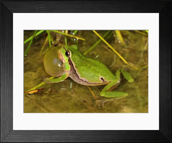 Framed Print : European Treefrog - calling - Switzerland Framed Print : European Treefrog - calling - Switzerland