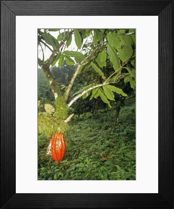 Framed Print : Cocoa Pod PM 9358 Trinidad Theobroma cacao © Pat Morris  /  ardea. com